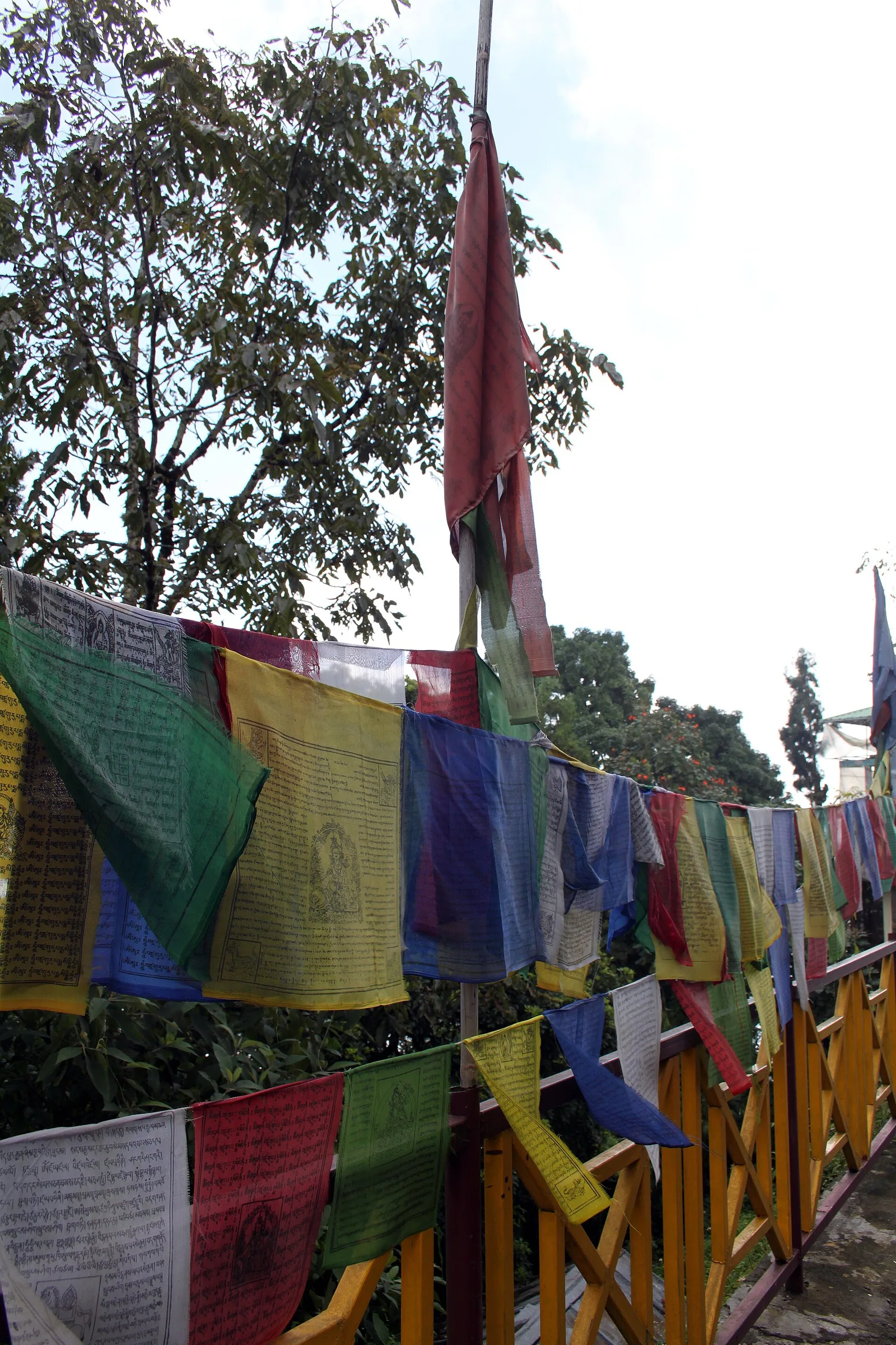 3 Days 2 Night Sharing — Lachung Yumthang photo 4